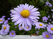 infomail/NL2-2011_blume.jpg